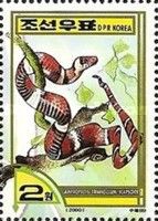 Scarlet Kingsnake (Lampropeltis triangulum elapsoides)