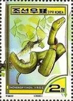 Green Tree Python (Chondropython viridis)