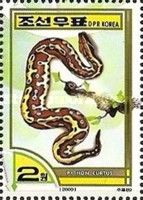 Short Python (Python curtus)