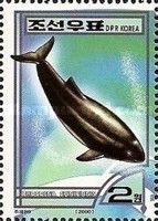 Burmeister's Porpoise (Phocoena spinipinnis)