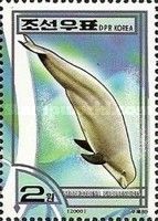 Indo-Pacific Finless Porpoise (Neophocaena phocaenoides)