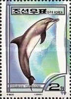 Common Bottlenose Dolphin (Tursiops truncatus)