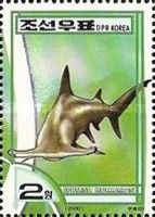 Great Hammerhead (Sphyrna mokarran)