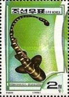 Zebra Shark (Stegostoma fasciatum)