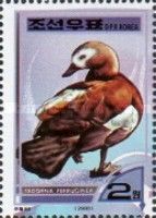 Ruddy Shelduck (Tadorna ferruginea)