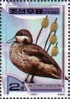 Hottentot Teal (Anas hottentota)