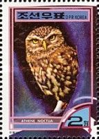 Little Owl (Athene noctua)
