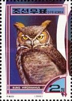 Great Horned Owl (Bubo virginianus)