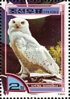 Snowy Owl (Bubo scandiacus)
