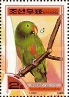 Eclectus Parrot (Eclectus roratus) - Male