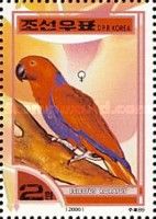 Eclectus Parrot (Eclectus roratus) - Female