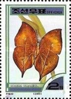 Indian Leafwing (Kallima paralekta)