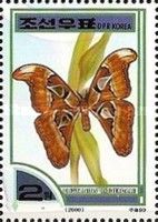 Atlas Moth (Bhutanitis lidderdalii), see description