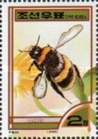 Bumblebee (Bombus sp.)
