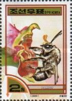 Bumblebee (Bombus sp.)