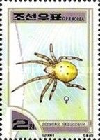 Four-spotted Orb Weaver (Araneus quadratus)