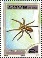Raft Spider (Dolomedes fimbriatus)