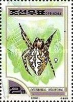 Oak Spider (Aculepeira ceropegia)
