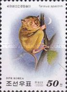 SelayarTarsier (Tarsius spectrum)