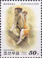 Common Paras Monkey (Erythrocebus patas)