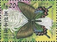 Chinese Peacock (Papilio bianor)