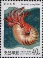 Chambered Nautilus (Nautilus pompilius)