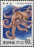 Common Octopus (Octopus vulgaris)
