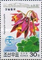 Aquilegia oxysepala
