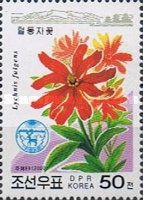 Lychnis fulgens