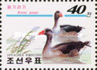 Greylag Goose (Anser anser)