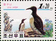 Common Murre (Uria aalge)
