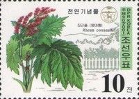 Rheum coreanum