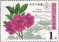 Rhododendron yedoense