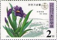 Iris setosa
