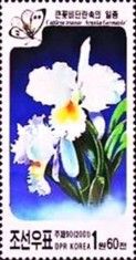 Cattleya trienae 'Aranka Germaske'