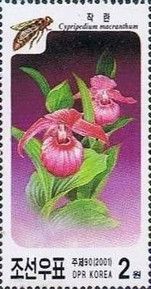 Cypripedium macranthum