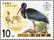Black Stork (Ciconia nigra)