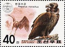 Cinereous Vulture (Aegypius monachus)
