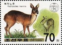 Water Deer (Hydropotes inermis)