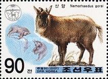 Himalayan Goral (Nemorhaedus goral) 