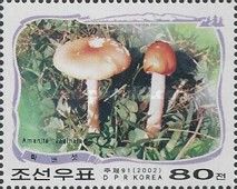 Amanita vaginata