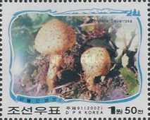 Pholiota squarrosa