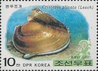 Cockscomb Pearl Mussel (Cristaria plicata)