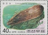Freshwater Mussel (Lanceolaria cuspidata)