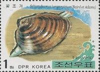 Freshwater Mussel (Schistodesmus lampreyanus)
