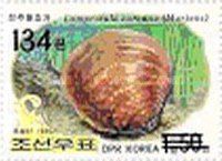 Freshwater Mussel (Lamprotula coreana)