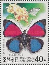 Claudina Agrias (Agrias claudina)