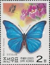 Blue Morpho (Morpho rhetenor)
