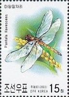 Globe Skimmer (Pantala flavescens)