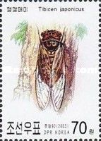 Cicada (Tibicen japonicus)